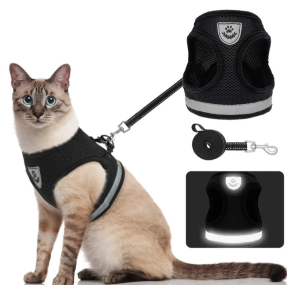 Katzengeschirr mit Leine