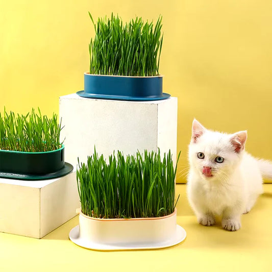 Einfacher Katzen Gras Topf